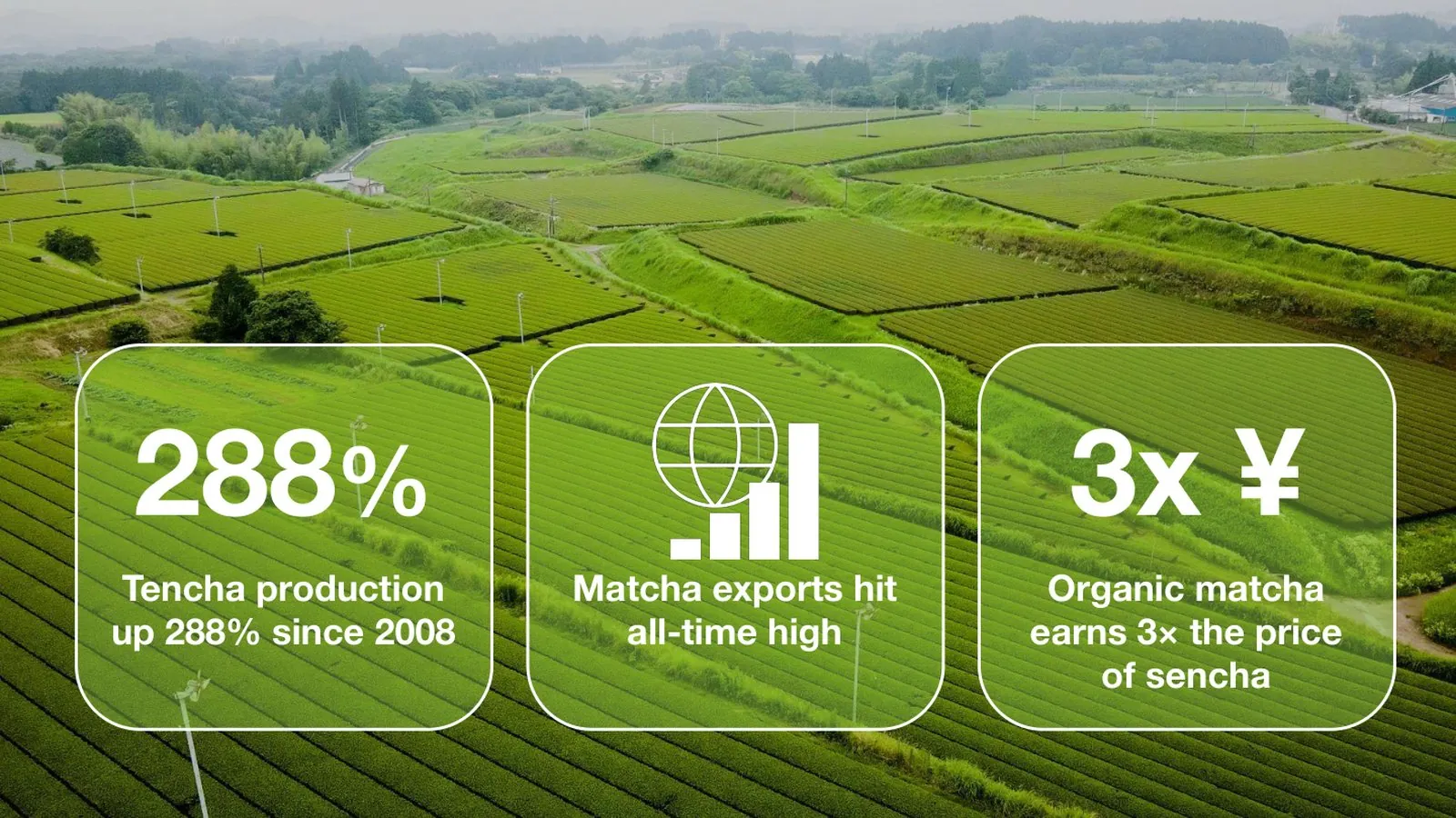 Presentation slide — tencha production up 288%, matcha exports at all-time high, organic matcha earns 3x the price of sencha